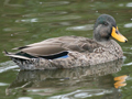 Yellow-billed Duck x Mallard hybrid